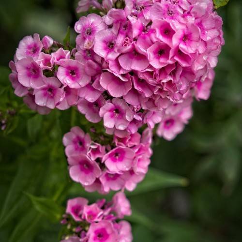 clusters of small, pink flowers with dark-green leaves
