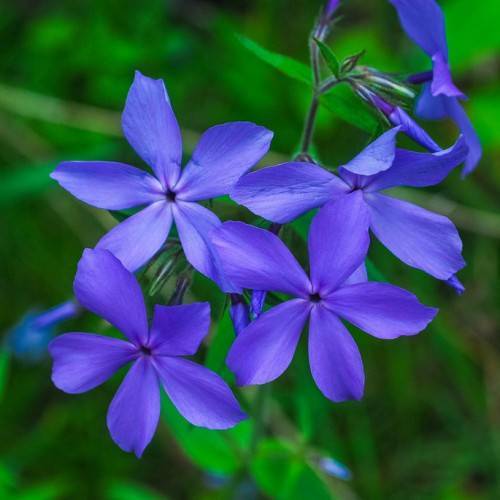 blue, star-like flowers with purple, hairy stems, and shiny, green, small leaves
