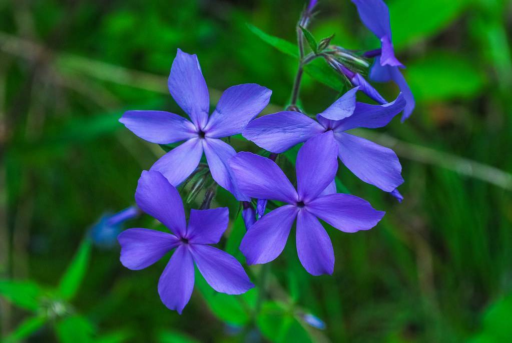 blue, star-like flowers with purple, hairy stems, and shiny, green, small leaves