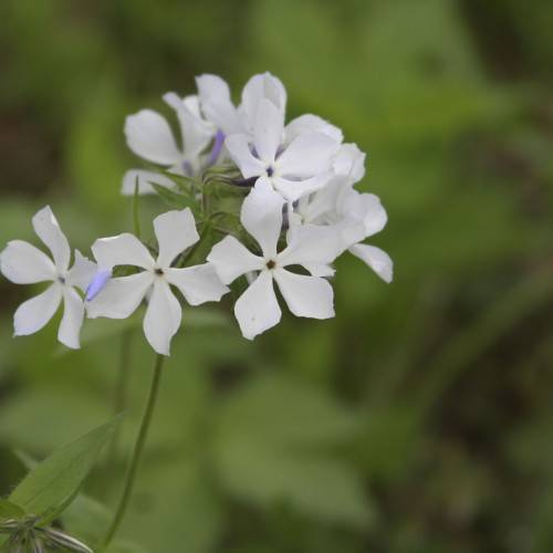 white, star-like flowers with army-green stems, and leaves