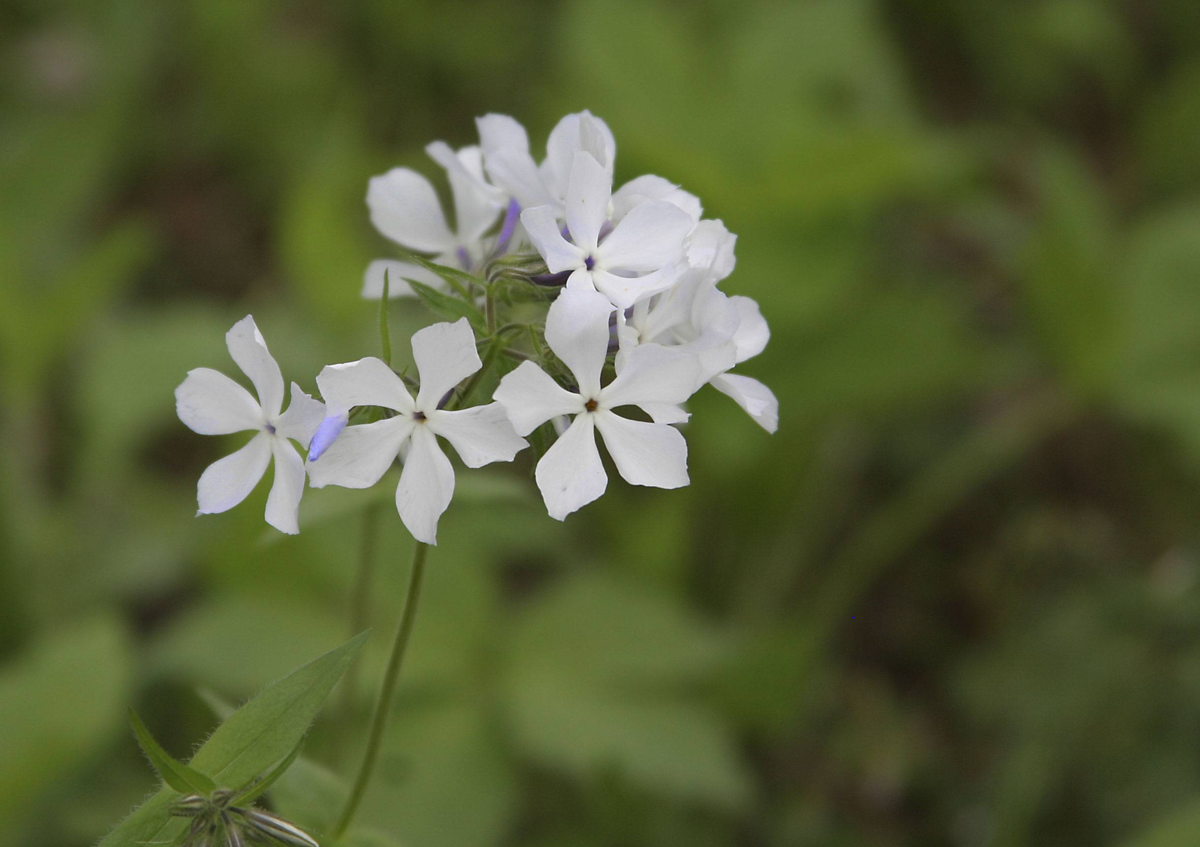 white, star-like flowers with army-green stems, and leaves