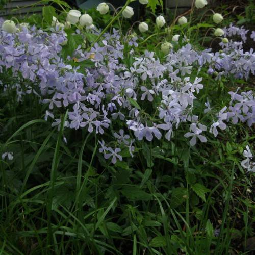 blue-white, star-like flowers with green, lanceolate leaves and stems