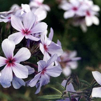 lavender flowers with red center, dark-green leaves and stems
