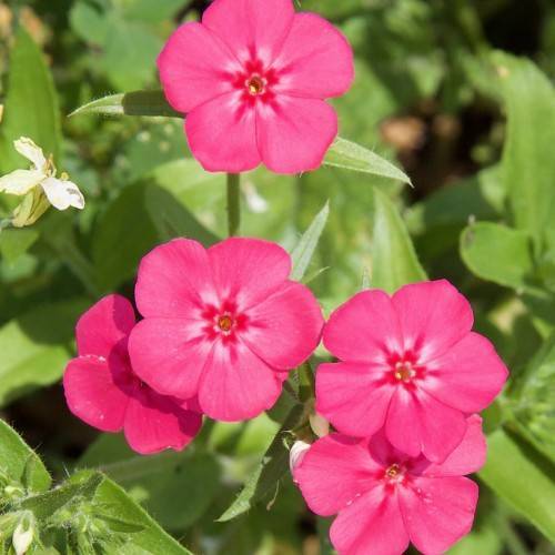 saucer-shaped, pink flowers with hairy, olive-green, lanceolate leaves and stem