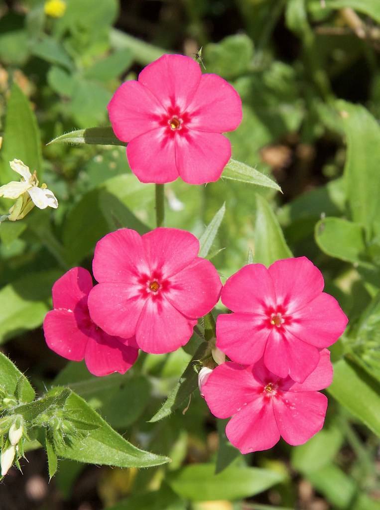 saucer-shaped, pink flowers with hairy, olive-green, lanceolate leaves and stem
