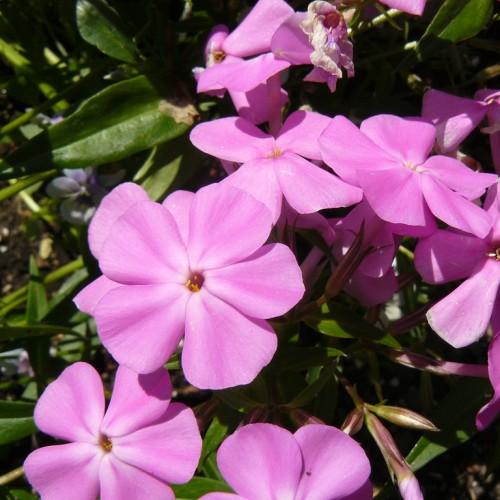 Pink flower with orange stigma and anthers, purple-green buds, green leaves .