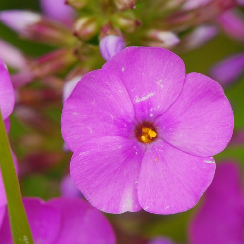 Magenta flower with gold center, green-magenta buds.