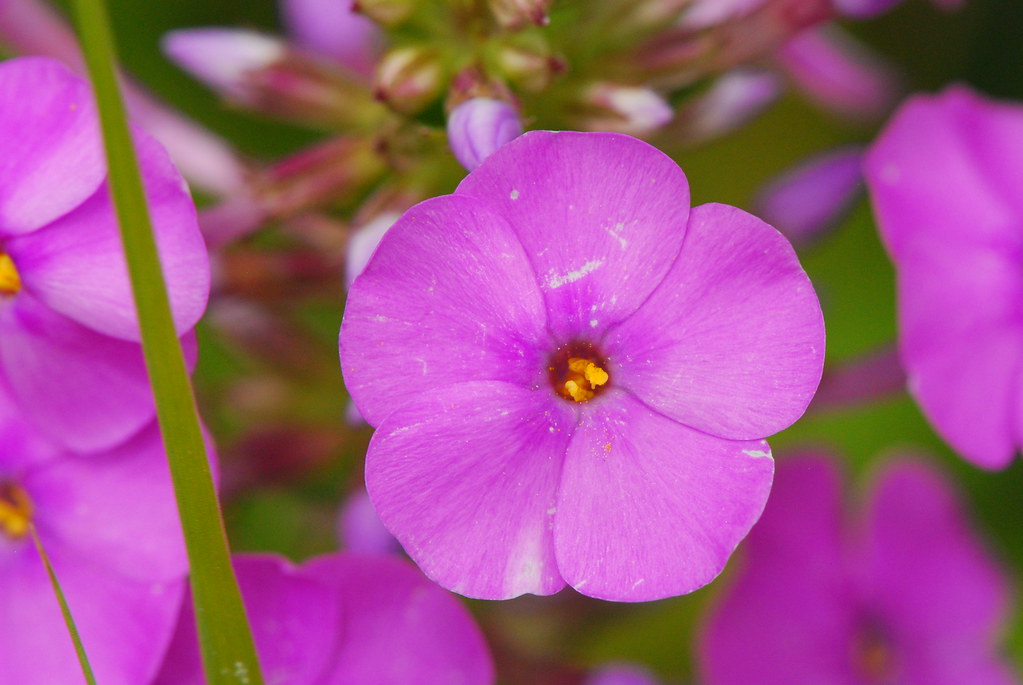 pink-purple flowers and buds with lime leaves and stems