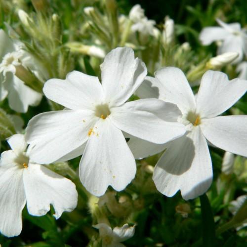 White flower with buds, orange stigma and anthers.