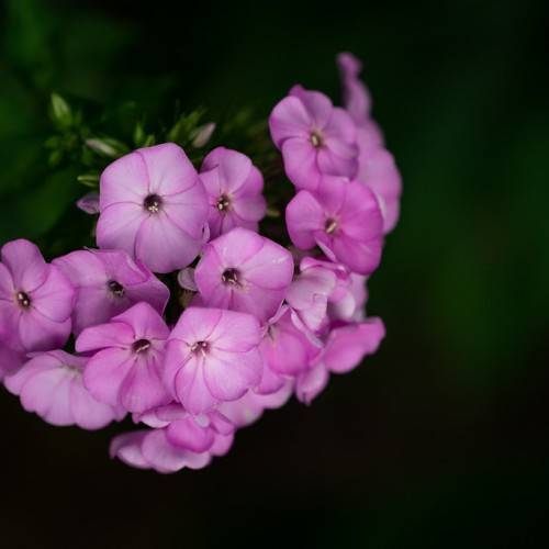 cluster of small, purple, saucer-shaped flowers with shiny, green sepals