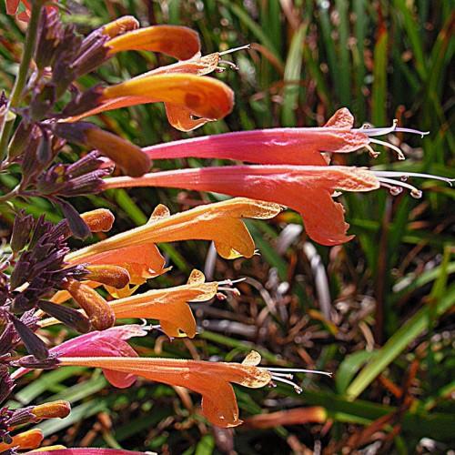pink-orange flowers and orange buds with purple sepals and foliage