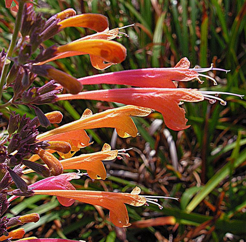 pink-orange flowers and orange buds with purple sepals and foliage