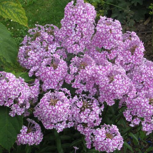 dense clusters of small, purple-white, saucer-shaped flowers with green leaves