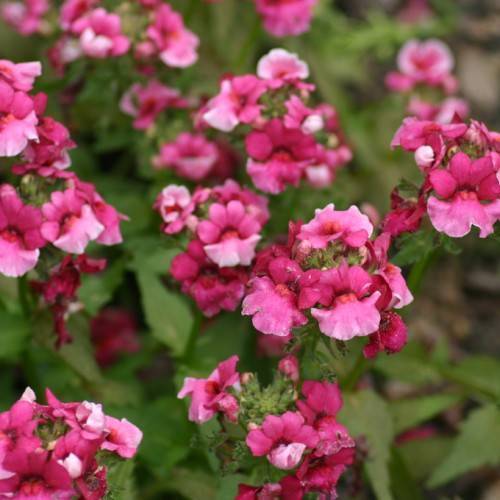 white-pink flowers with olive-green leaves and stems