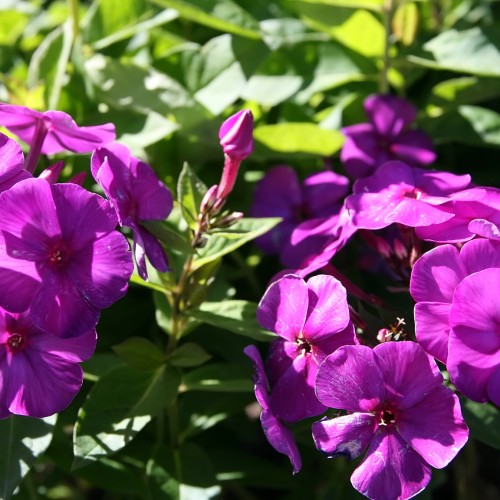 Magenta flower with buds on green stem and leaves and yellow midrib.