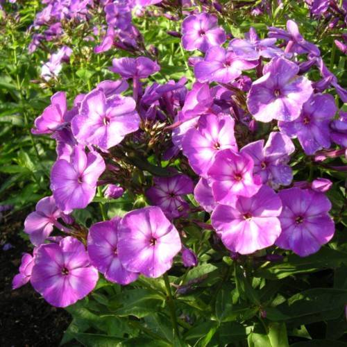 purple-white flowers with lime-green leaves and stems