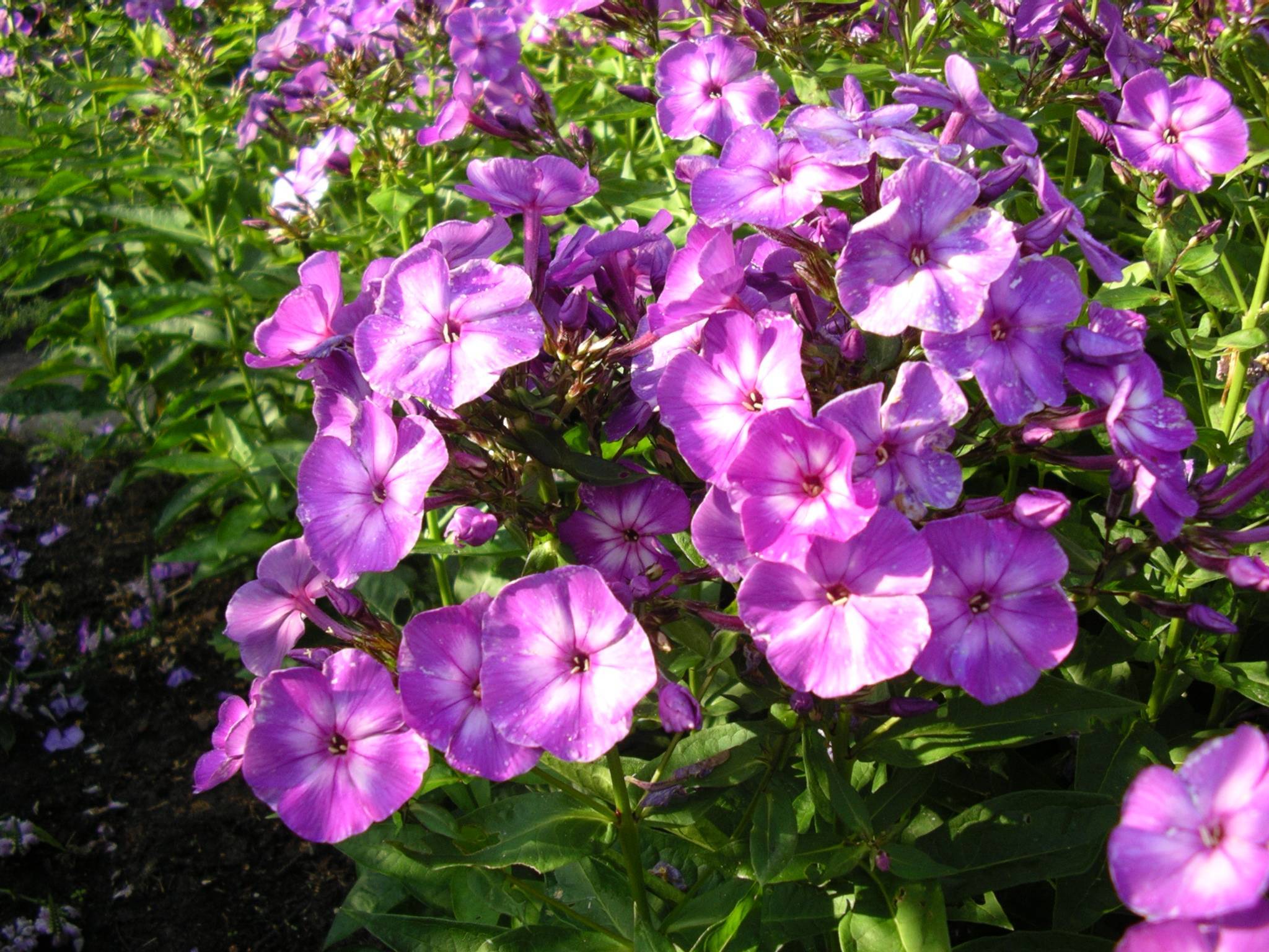 purple-white flowers with lime-green leaves and stems