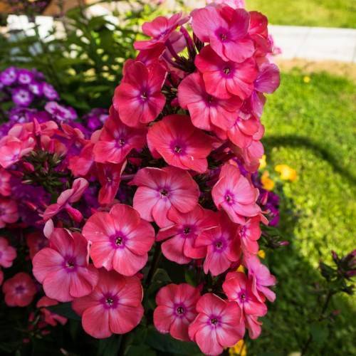 purple-red flowers with green leaves and stems