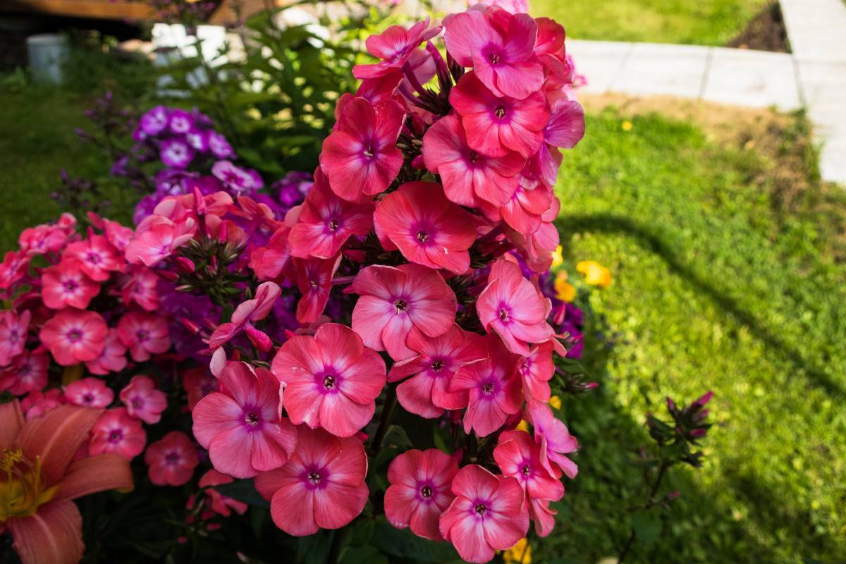 purple-red flowers with green leaves and stems