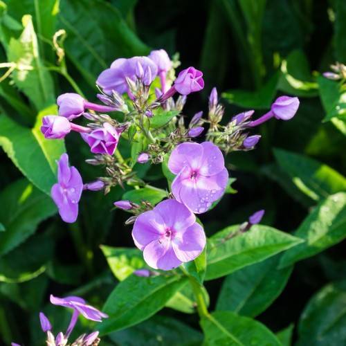 small, purple-white, saucer-shaped flowers, purple buds with shiny, green sepals, stems, and green, glossy, ovate leaves