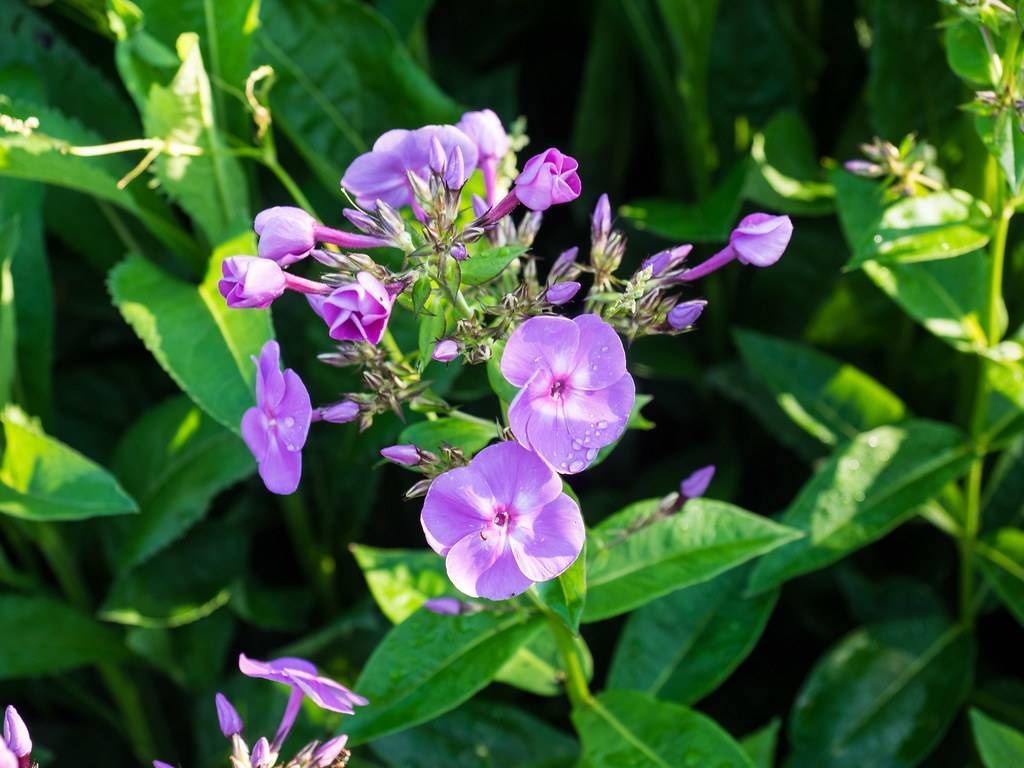 small, purple-white, saucer-shaped flowers, purple buds with shiny, green sepals, stems, and green, glossy, ovate leaves