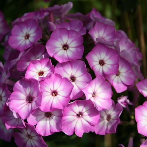 Pink flower with white center, beige stigma and anthers