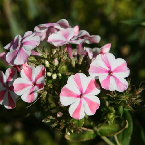 pink-white flowers with white buds, olive leaves and stems