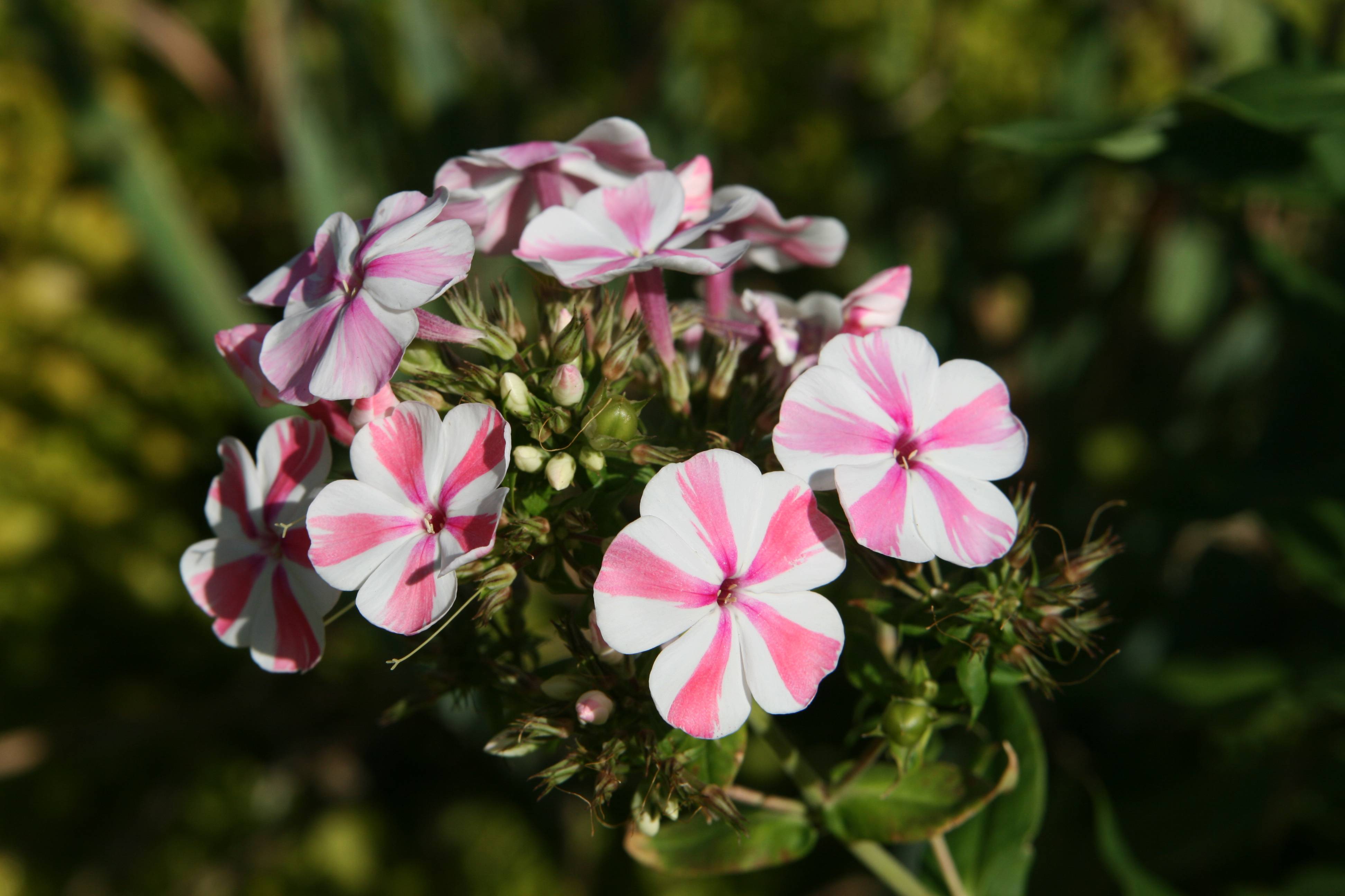 pink-white flowers with white buds, olive leaves and stems