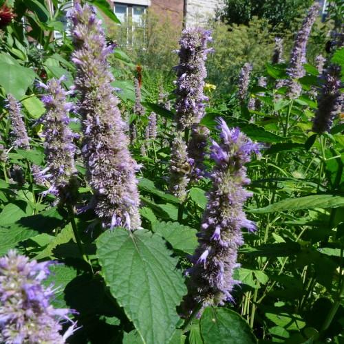 Lavender-blue flowers grown over green leaves and green stems.