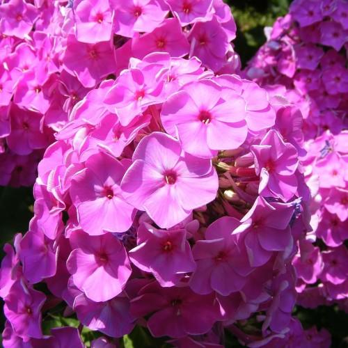 Pink flower with off-white stigma and anthers and green leaves,