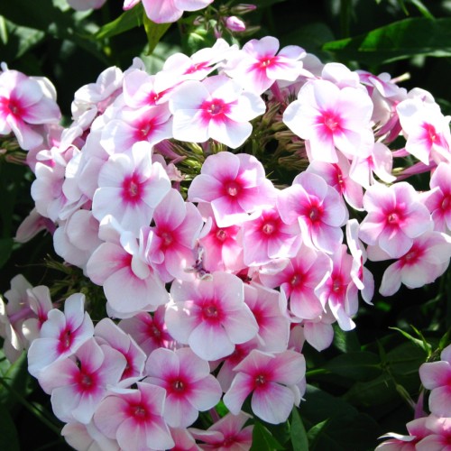 White-pink flower with pink buds and green sepal, stem and leaves.