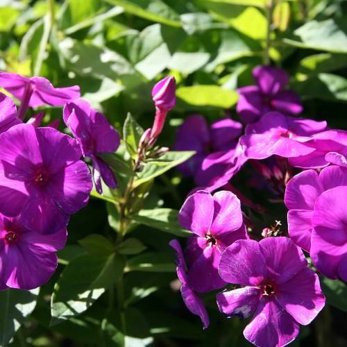 purple flowers and buds with green leaves and stems