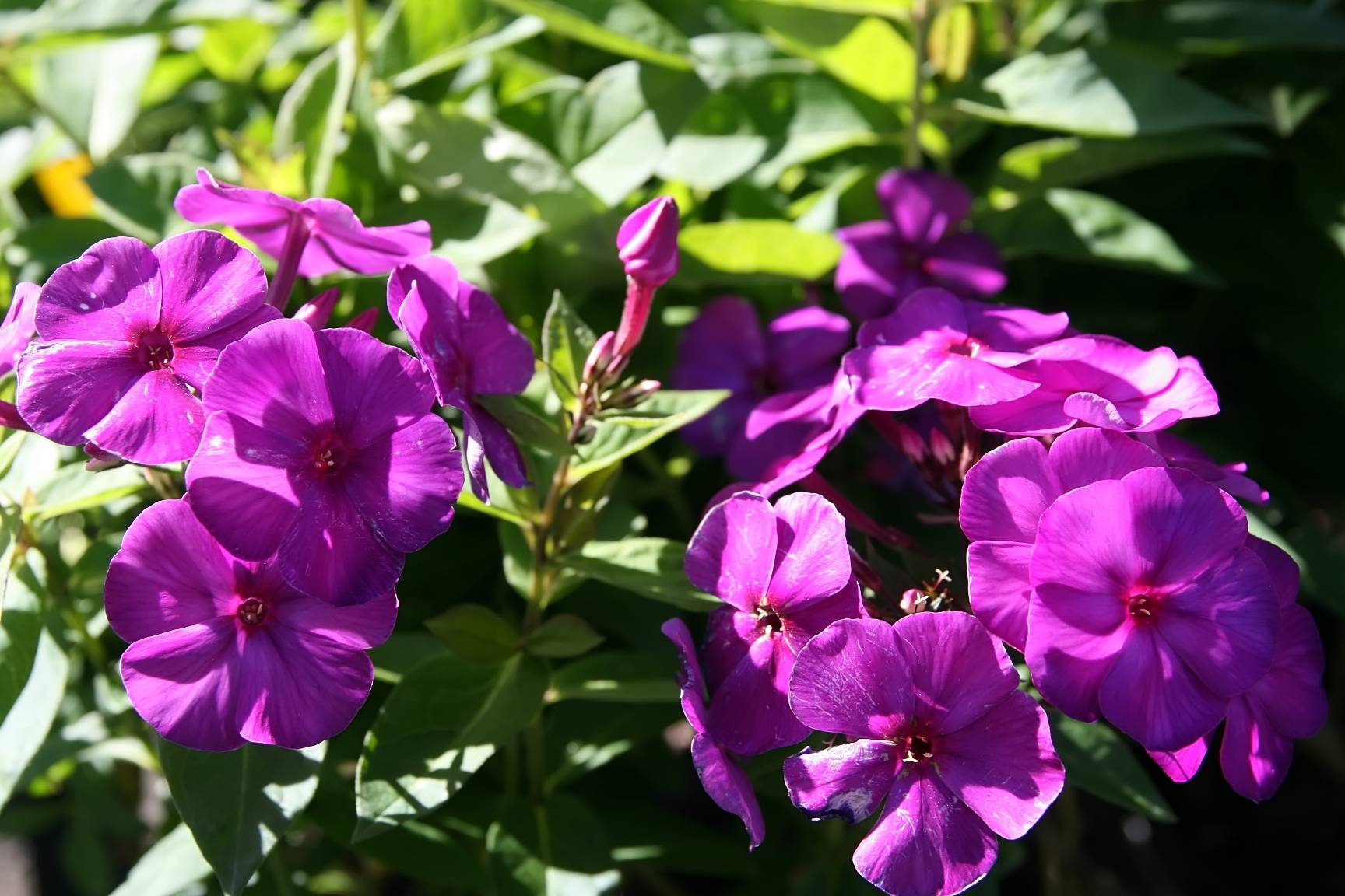 purple flowers and buds with green leaves and stems
