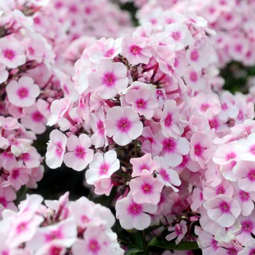 light-pink flowers with pink center and green foliage