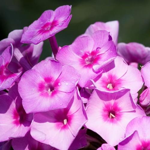 Magenta flower with pink center, off-white stigma light-pink anthers and purple petiole.