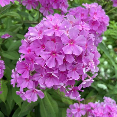 cluster of small, purple-pink, star-shaped flowers