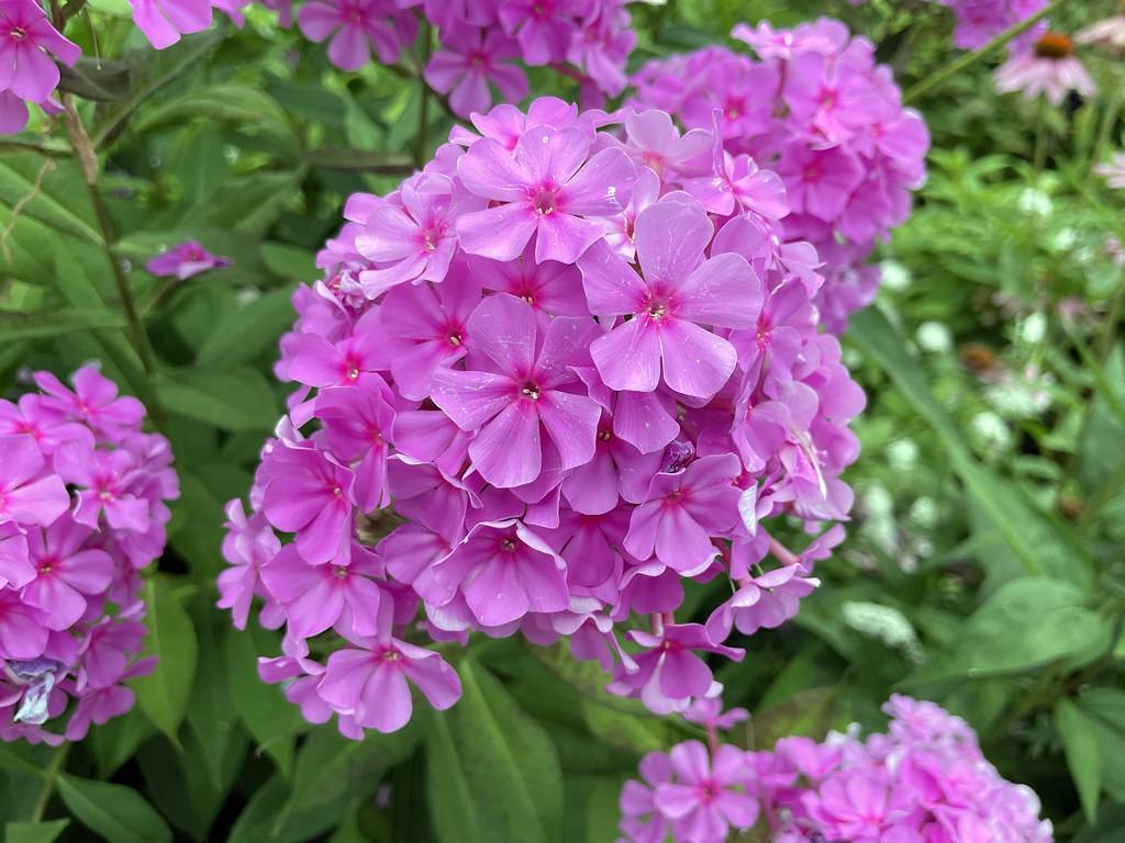 cluster of small, purple-pink, star-shaped flowers 