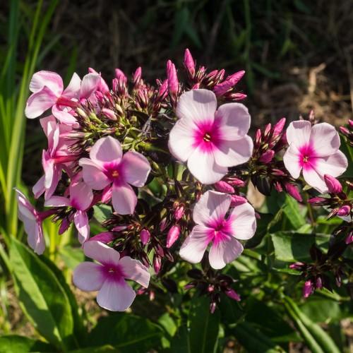 Light-pink flower with pink center and and buds, yellow stigma and anthers, lime petiole and stems.