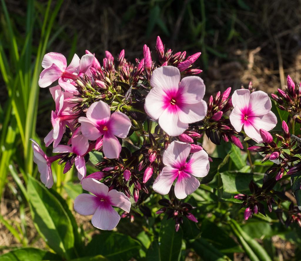 Light-pink flower with pink center and and buds, yellow stigma and anthers, lime petiole and stems.