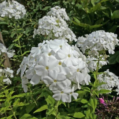 cluster of white, saucer-shaped, shiny flowers with lemon-green stems, and leaves