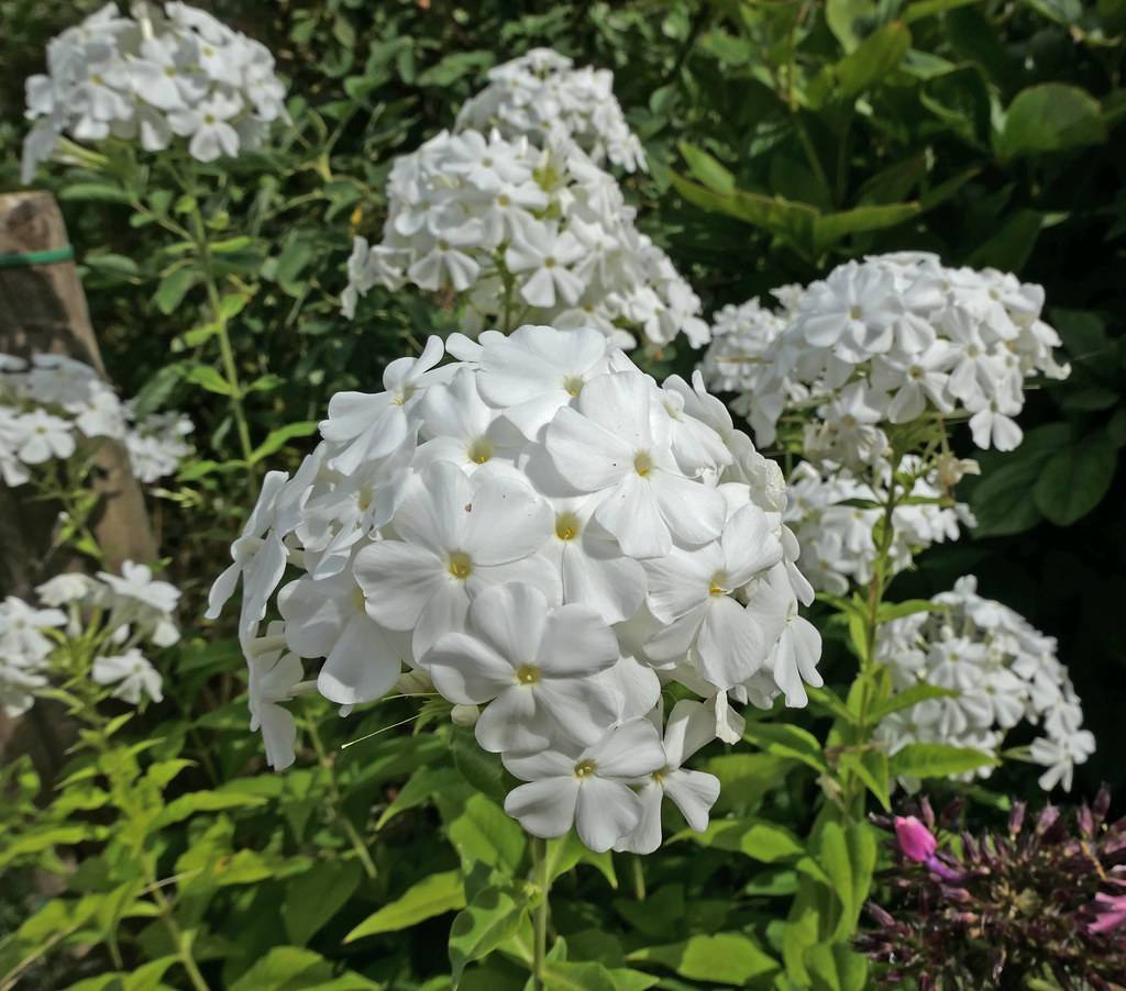 cluster of white, saucer-shaped, shiny flowers with lemon-green stems, and leaves