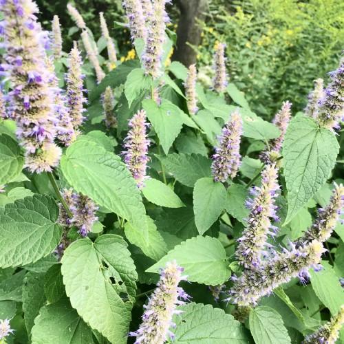 Vertical spikes of blue-violet blooms, green stems and green leaves.