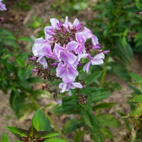 cluster of white-purple, shiny flowers with purple buds, green stems, and shiny, green, lanceolate leaves