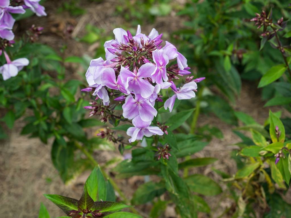 cluster of white-purple, shiny flowers with purple buds, green stems, and shiny, green, lanceolate leaves