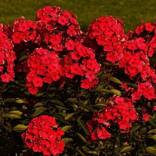 cluster of red, saucer-shaped, velvety flowers with army-green stems, and leaves