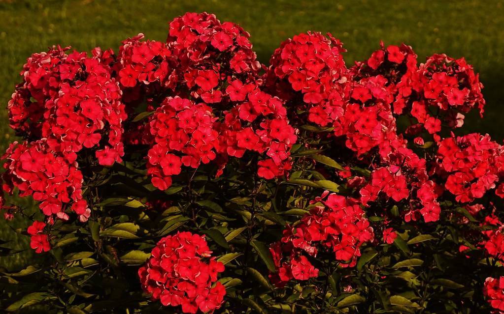 cluster of red, saucer-shaped, velvety flowers with army-green stems, and leaves