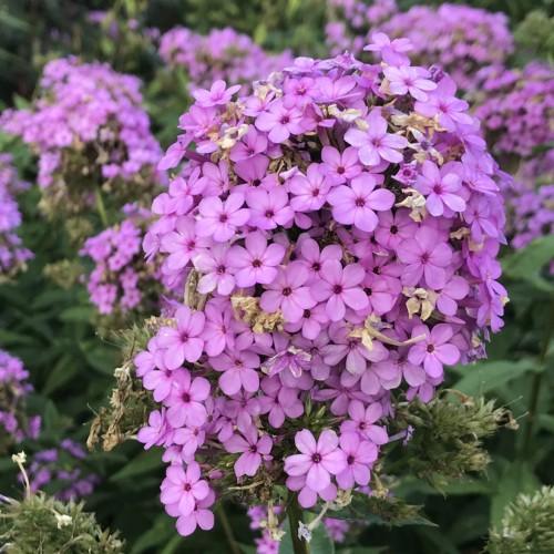 Lavender flower with purple center, green buds and stems.