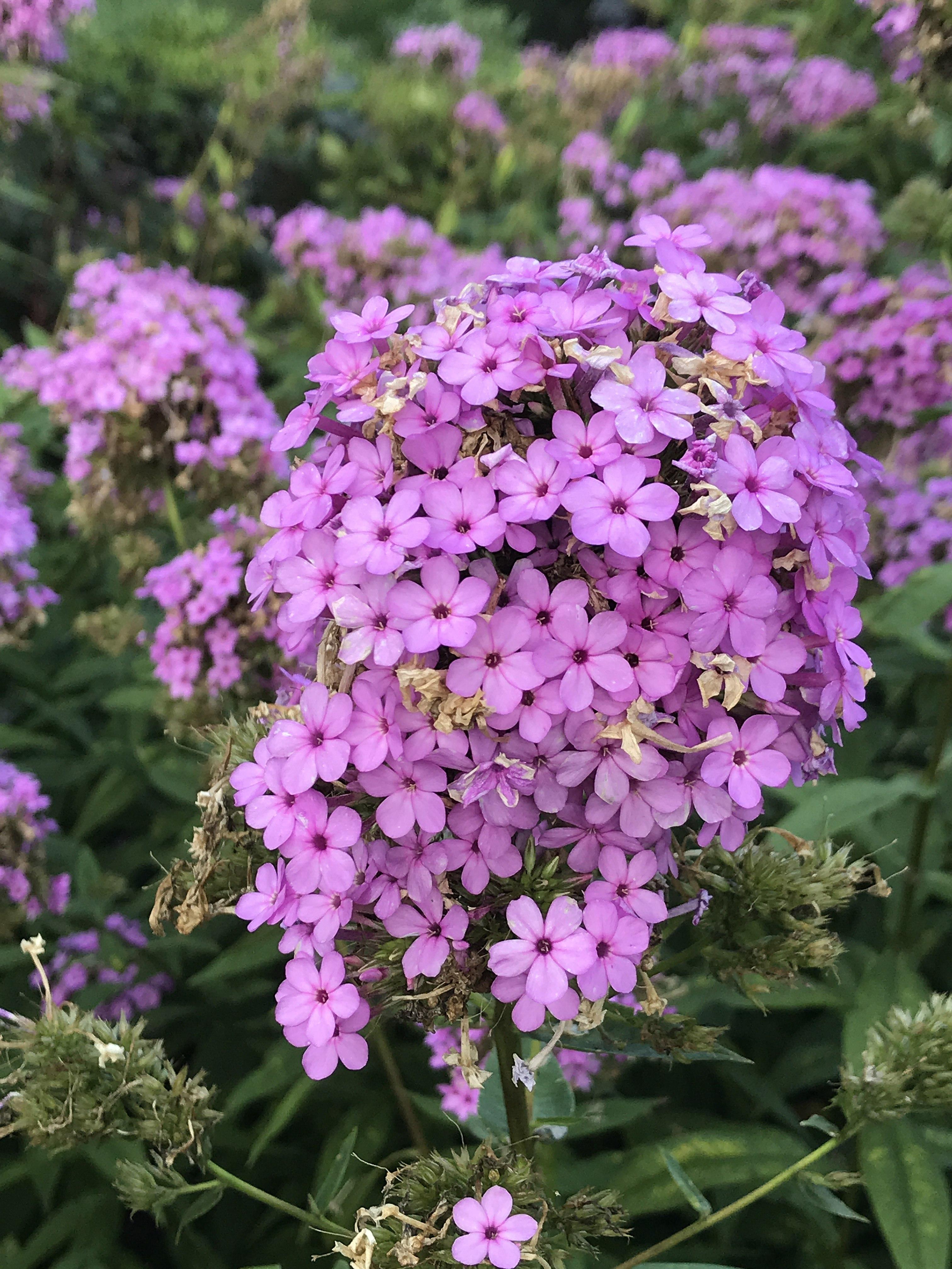 Lavender flower with purple center, green buds and stems.