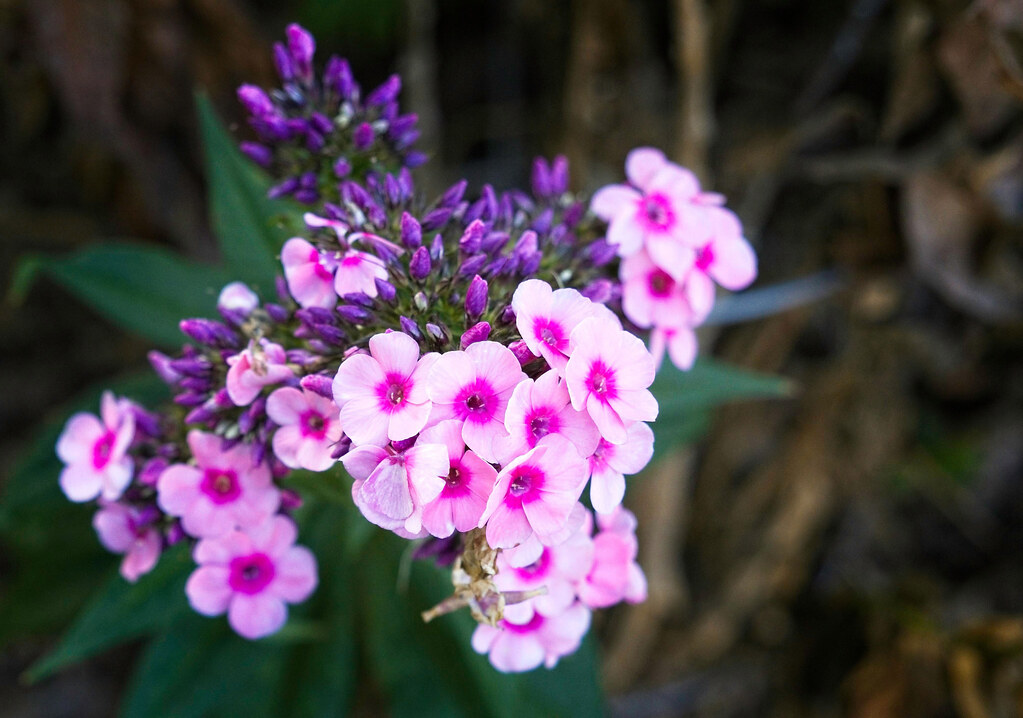 cluster of light-dark-pink flowers with purple-blue buds, and green sepals