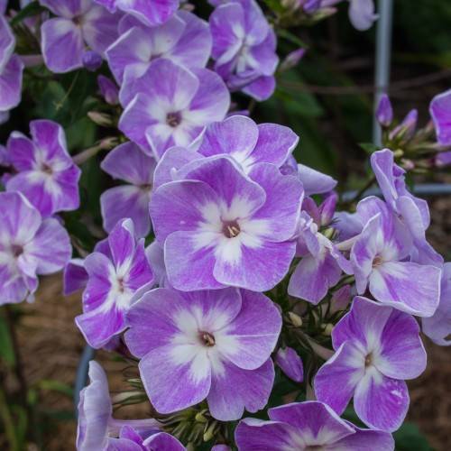 cluster of purple-white, velvety flowers with green stems, and sepals